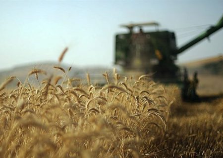 ۴۲ هزار تن گندم از کشاورزان شهرستان ری خریداری شد