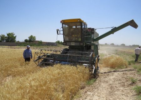 افزایش تولید پنج درصدی جو در شهرستان ری