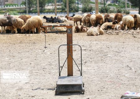 ۶ واحد غیرمجاز عرضه دام زنده در کهریزک اخطاریه دریافت کردند