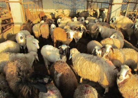بازداشت ۶ متخلف کشتار غیرمجاز دام در کهریزک