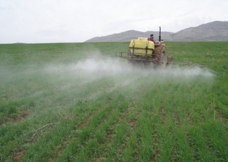 یکهزار هکتار زمین کشاورزی شهرستان ری مورد هجوم ملخ‌ها قرار گرفته‌ است