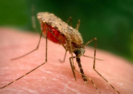 مراقبت لاروی پشه آنوفل، ناقل بیماری مالاریا در شهرستان ری انجام شد