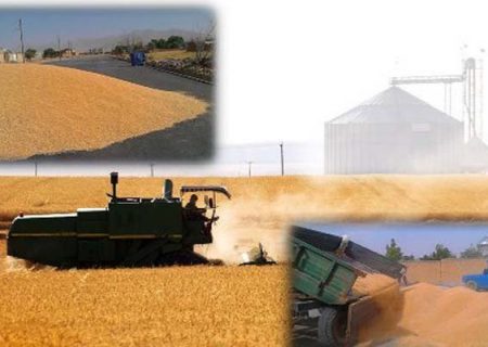 ۲۰ هزار تن گندم از کشاورزان شهرستان ری خریداری شد