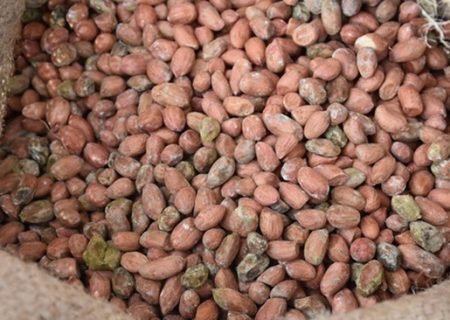 کشف بیش ۱۰۰ تن بادام زمینی فاسد در سردخانه ای در شهرستان ری