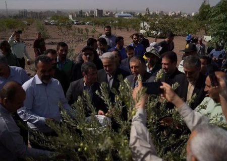 فرماندار ویژه شهرستان ری اعلام کرد: کاشت ۲۵ هزار اصله زیتون در قیامدشت؛ الگویی برای توسعه فضای سبز