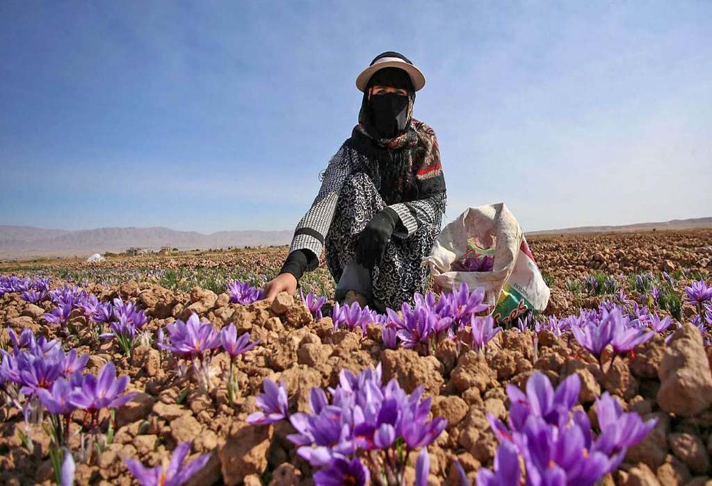 افزایش ۵۰ درصدی کشت زعفران در شهرستان ری